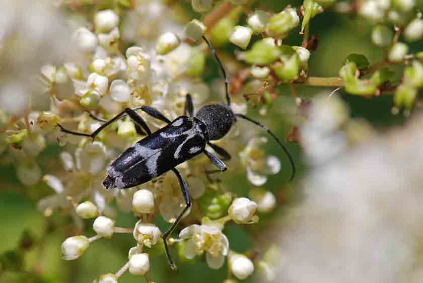 Da identificare: Chlorophorus figuratus